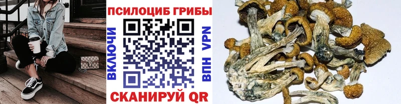 Купить где  Кондопога  Псилоцибиновые грибы MAGIC MUSHROOMS 